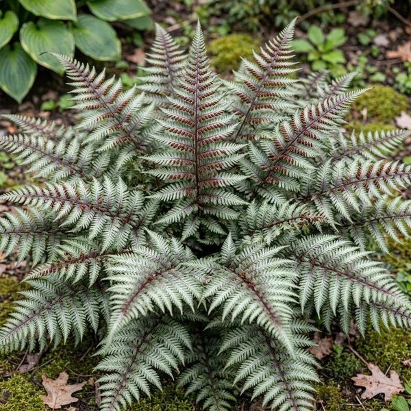 Athyrium niponicum 'Burgundy Lace'