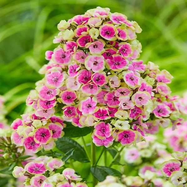 Phlox paniculata 'Orchid Yellow Tall'