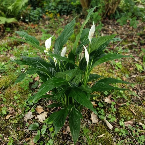 Spathiphyllum wallisii 'High Five'