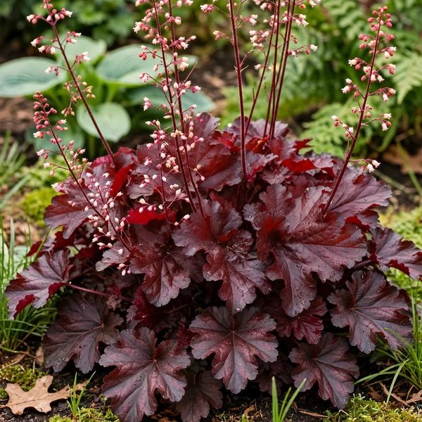 Heuchera sanguinea 'Mahogany'