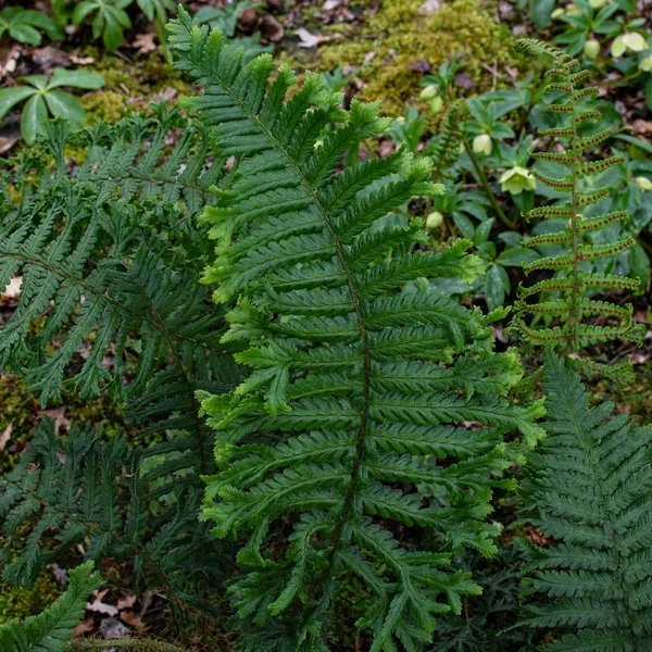 Dryopteris affinis 'The King'