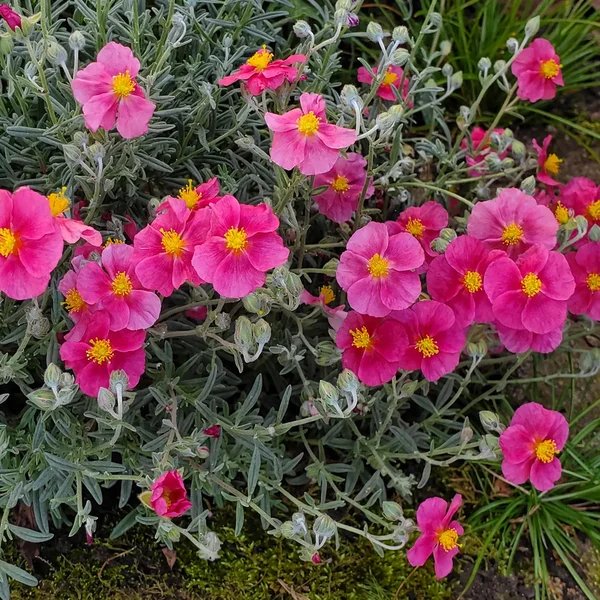 Helianthemum nummularium 'Belgravia Rose'