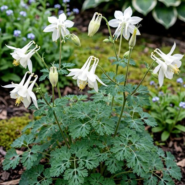 Aquilegia caerulea 'Songbird Dove'