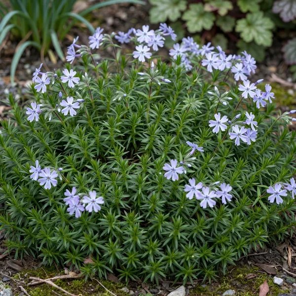 Phlox subulata 'Blue Hills'