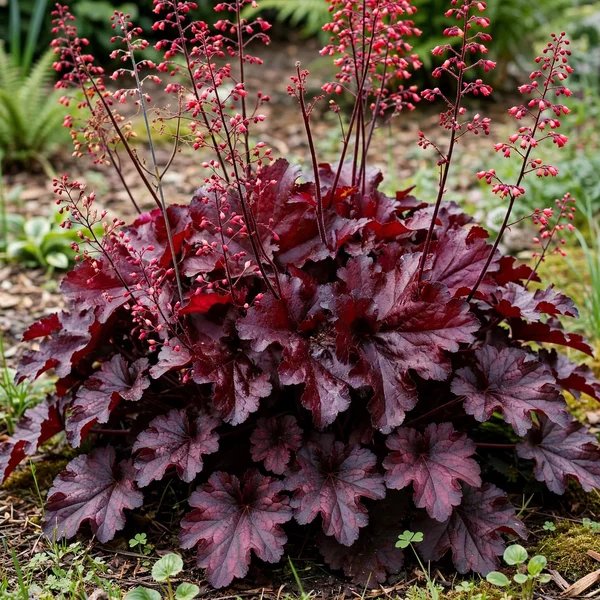 Heuchera x brizoides 'Forever Red'