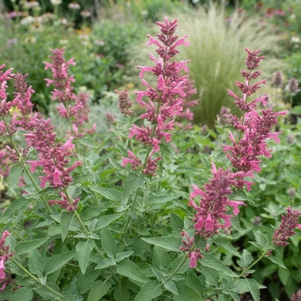 Agastache foeniculum 'Rosie Posie'