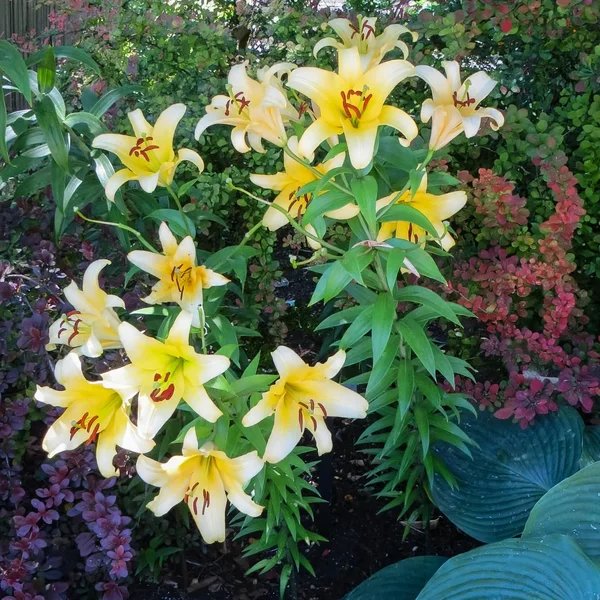 Lilium x hybrida 'Mighty Summer Bulb Garden'