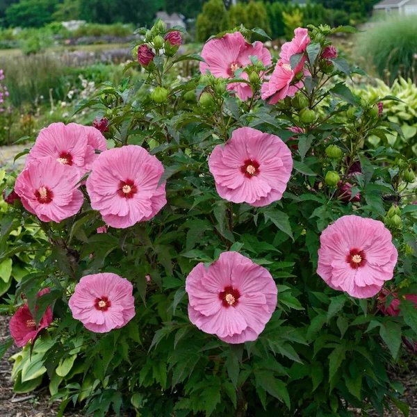 Hibiscus rosa-sinensis 'Summer in Paradise'