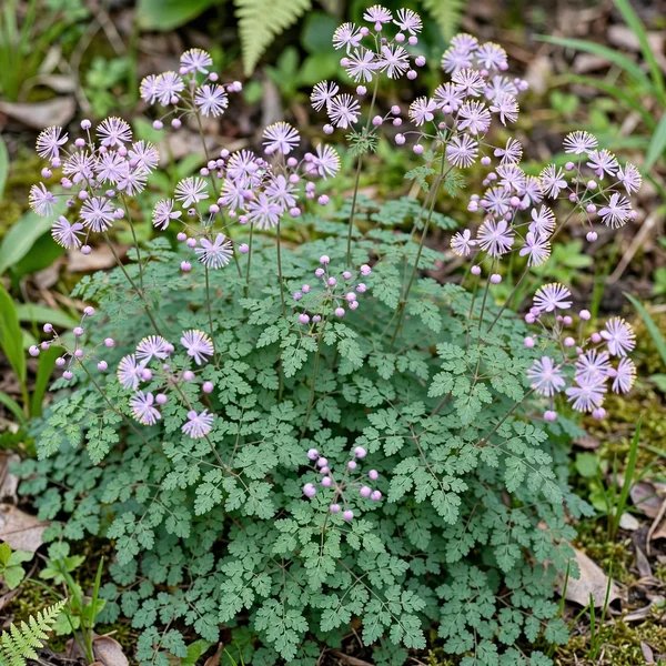 Thalictrum kiusianum