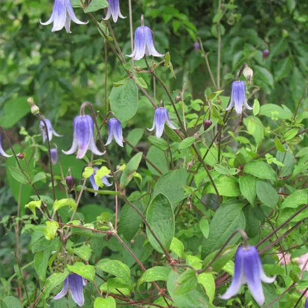 Clematis integrifolia 'Hakuree'