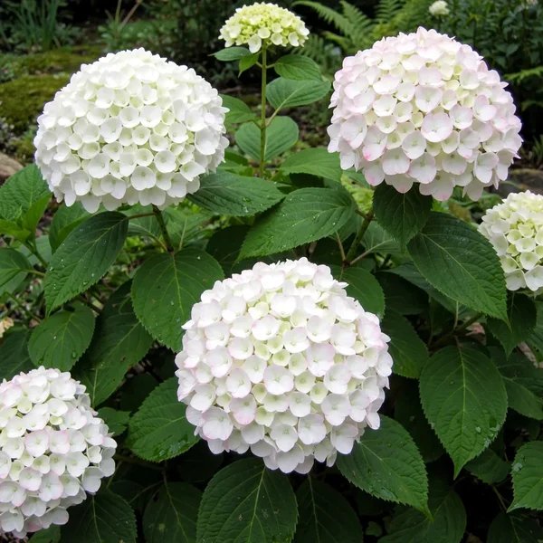 Hydrangea paniculata 'Skyfall'