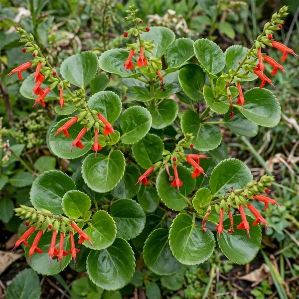 Salvia regla 'Jame'
