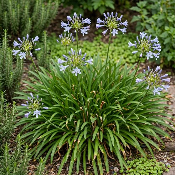 Agapanthus praecox 'Peter Pan'