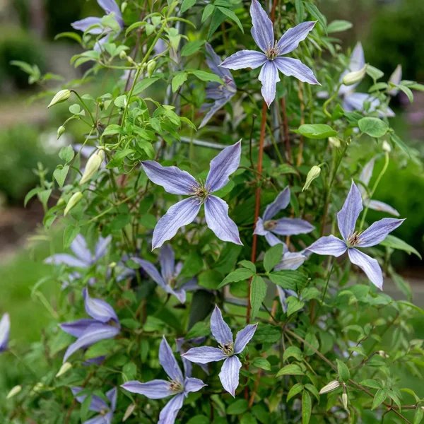 Clematis patens 'Sunny Sky'