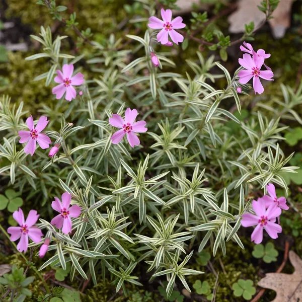 Phlox subulata 'Laurel Beth'