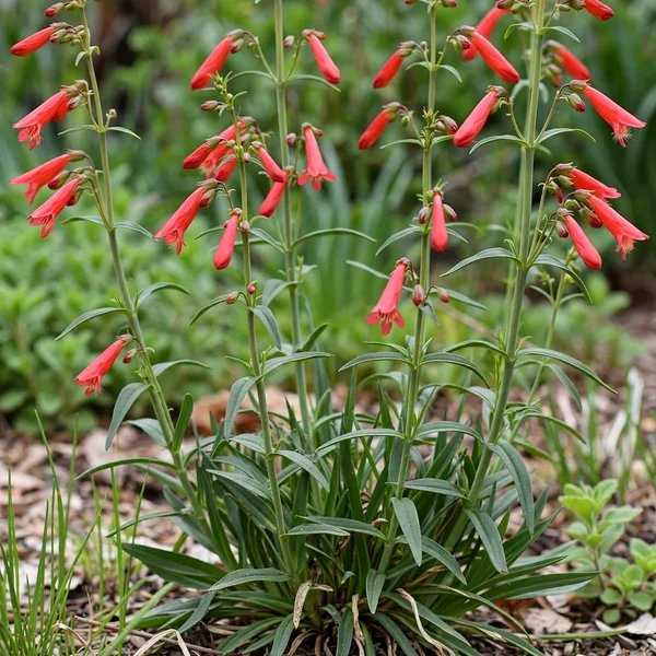 Penstemon barbatus 'Coccineus'