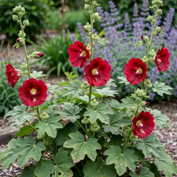 Alcea rosea 'Mars Magic'