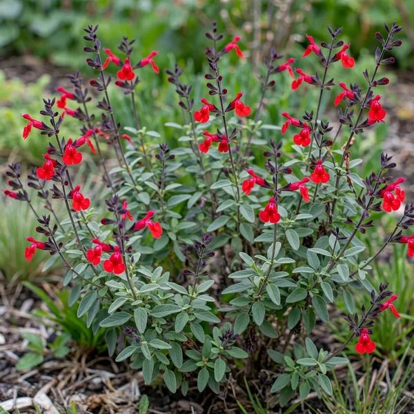 Salvia greggii 'Flame'