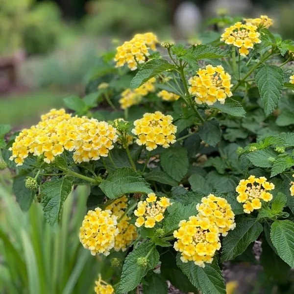 Lantana x hybrida 'Luscious Citron'