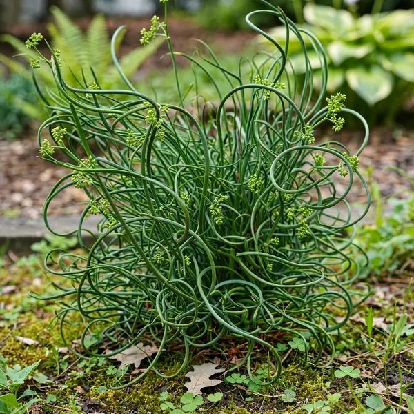 Juncus effusus 'Big Twister'