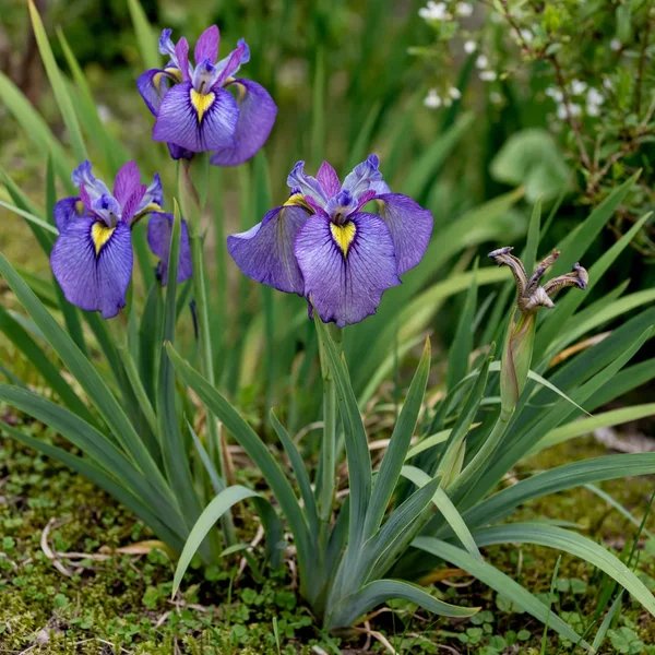 Iris x hybrida 'Pseudata'