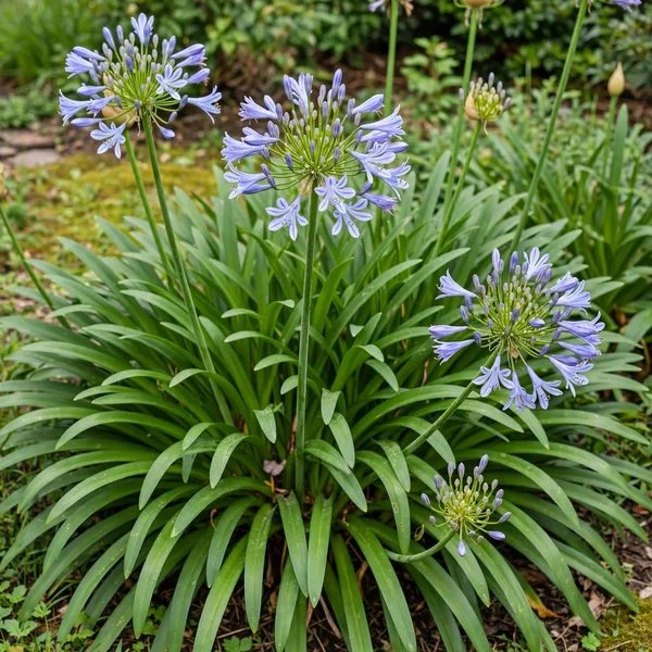 Agapanthus praecox 'Elaine'