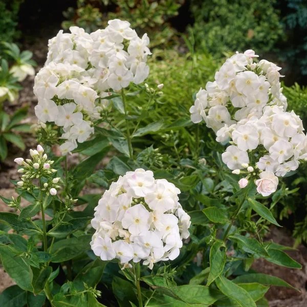 Phlox paniculata 'Crme de la Crme'
