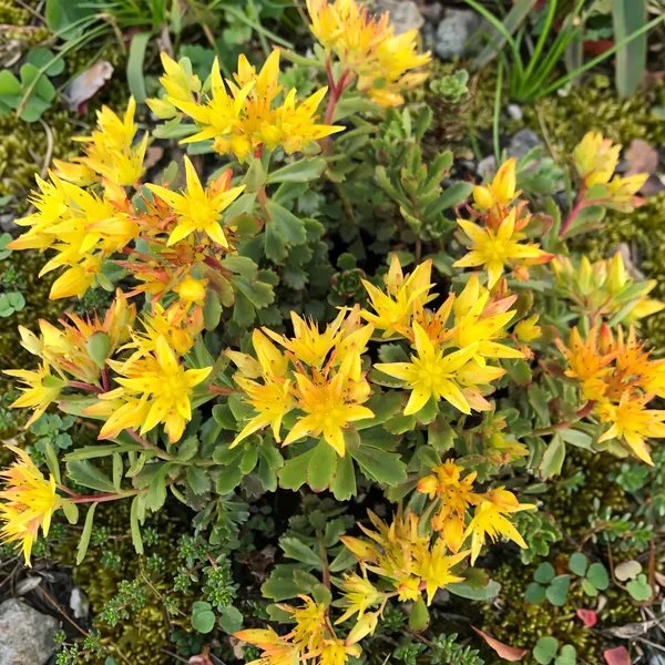 Sedum floriferum 'Weihenstephaner Gold'