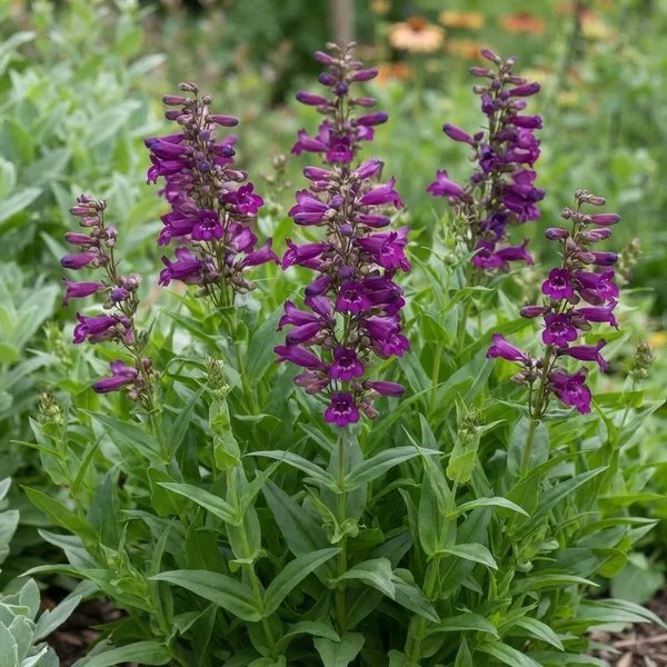 Penstemon barbatus 'Pristine Lilac Purple'