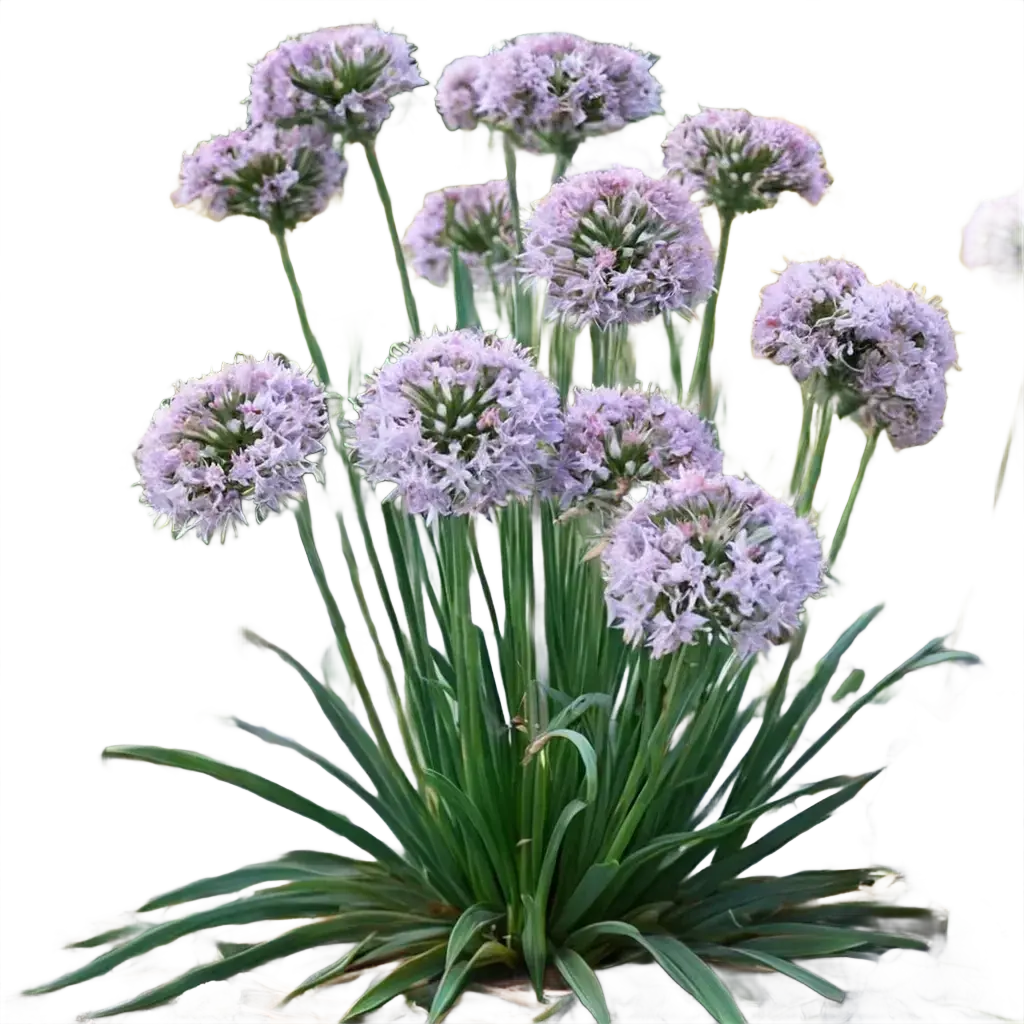 Bulbs
